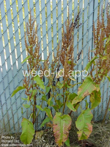 dock, broadleaf